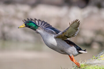 Mallard duck taking off