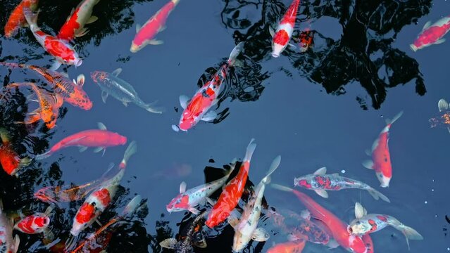 Koi swimming in a water garden fancy carp fish koi fishes Koi Fish swim in pond.Isolate background is black.Fancy Carp or Koi Fish are red orange