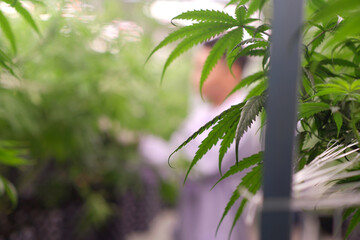 Cannabis farm, Hemp field, Marijuana plants in the greenhouse or laboratory or outdoor with nature and artificial lighting.