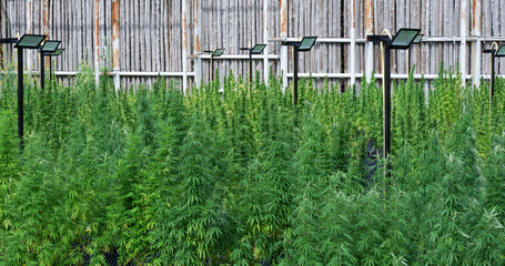 Cannabis farm, Hemp field, Marijuana plants in the greenhouse or laboratory or outdoor with nature and artificial lighting.
