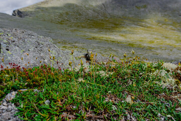 Khibiny Mountains. Ski resort- Arctic region of Russia is a popular hiking trail