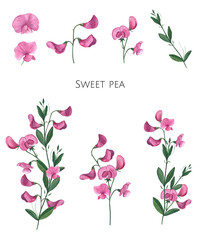 Sweet peas in watercolor. Flowers and leaves of sweet pea. Watercolor illustration of wildflowers.