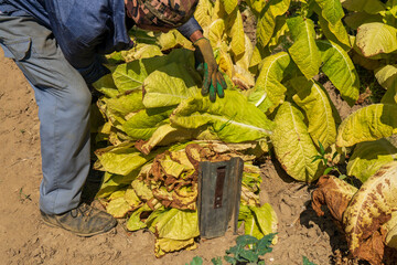 Man farmer are harvesting tobacco leaves on the field for further processing. Close-up of tobacco...