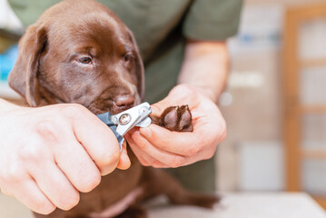 Veterinarian specialist holding puppy labrador dog, process of cutting dog claw nails of a small...