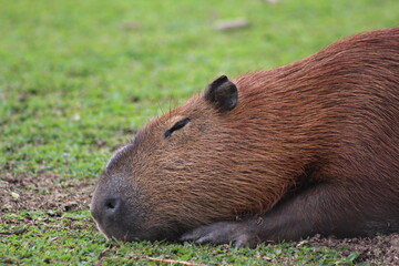 capybara resting on the grass in the park, capybara sleeping on the lawn in the park, animal symbol of Curitiba