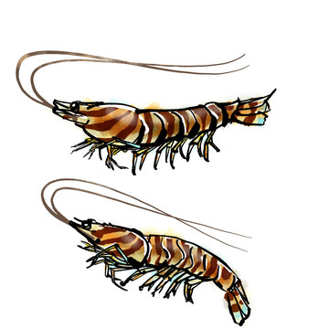 Japanese Tiger Prawn Images Browse 844 Stock Photos Vectors And Video Adobe Stock