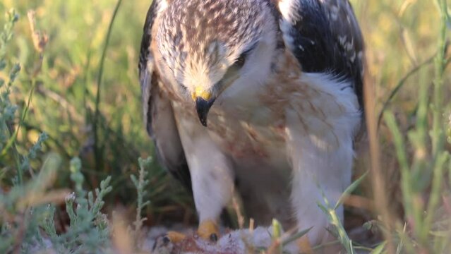 The black-eyed Elanus caeruleus is a bird of prey that lives near water and in the countryside and feeds on rodents, rabbits and small birds