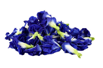 Close up of Fresh purple Butterfly pea flower or Anchan flower (Clitoria ternatea) isolated on white background. concept Healthy herbal beverage or Food nature