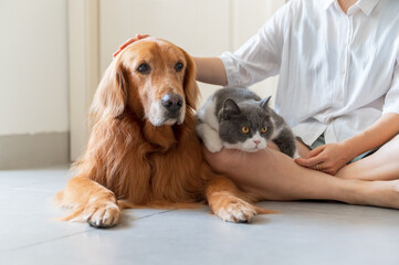 Golden Retriever and British Shorthair accompany their owners