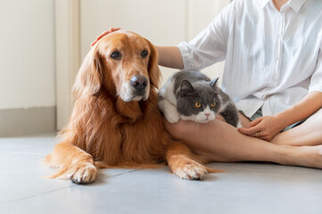 Golden Retriever and British Shorthair accompany their owners © chendongshan