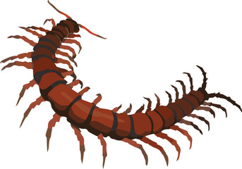 Centipede Insect Animal Vector