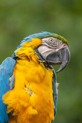 Colourful parrot of South America