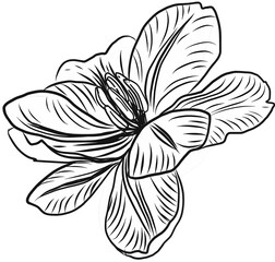 Doodle forest plants. Hand drawn simple flowers. Foliage and wood ferns. Decorative floral sketch. Engraving stems with leaves and blooms. Botanical elements.