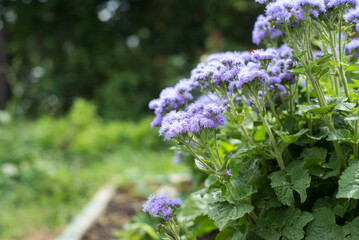 Pirple flowers are outside in summer.