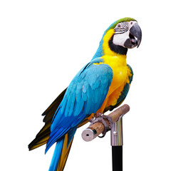Colorful macaws standing on white with clipping path, - Powered by Adobe