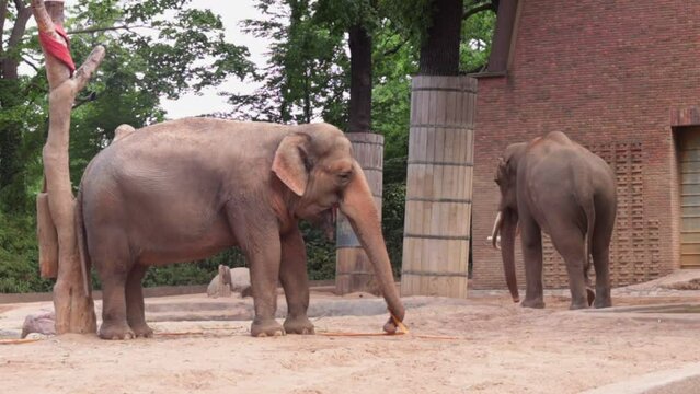 Asian elephant sprinkles himself with sand, bathes in dust the day at the Berlin Zoo in the summer.