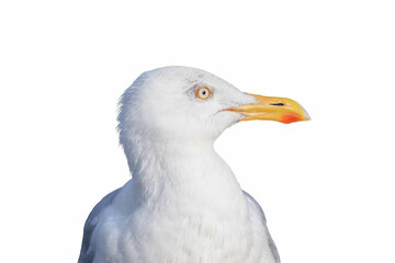 close up of a seagull isolated on white