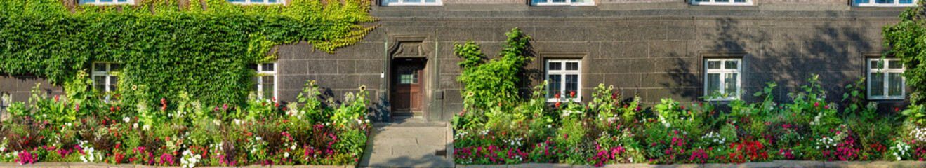 Fototapeta premium Panorama of a city garden with sunflowers and other small red flowers and ivy on the wall. Gardening and natural concept background.