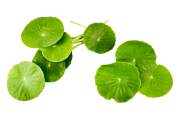 Asiatic Leaf Herb gotu kola, indian pennywort, centella asiatica, tropical herb isolated on white background. ayurveda herbal medicine inhibited or slowed growth of cancer cells Help prevent cancer