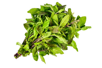 Holy Basil , Ocimum sanctum, Ocimum tenuiflorum ,or tulsi leaves isolate on white background.Health benefits of Tulsi leaf or Holy Basil essential oil