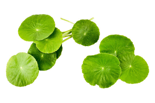 Asiatic Leaf Herb Gotu Kola, Indian Pennywort, Centella Asiatica, Tropical Herb Isolated On White Background. Ayurveda Herbal Medicine Inhibited Or Slowed Growth Of Cancer Cells Help Prevent Cancer