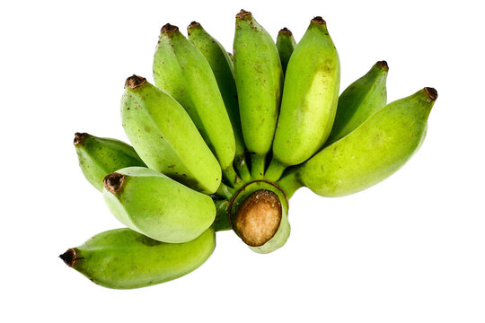 Bunch of organic raw green bananas. guineo, Musa acuminata isolated on white background. Tropical fruit Agriculture concept.