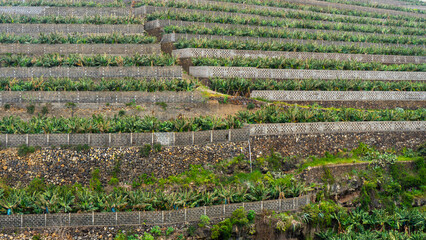 terraced banana plantation on the island of la palma