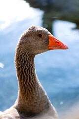 Graylag goose (Anser anser) is a species of large goose in the waterfowl family Anatidae. Close up portrait of big bird with orange beak, thick long neck and grey plumage in southern france.