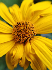 yellow flower closeup