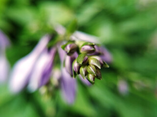 close up of a flower bud