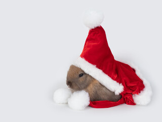 Cute little brown rabbit wearing red Christmas gown with hood on white background.