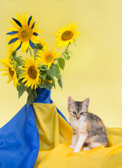 bouquet of sunflower flowers with flag of Ukraine and sitting kitten nearby. Composition from...