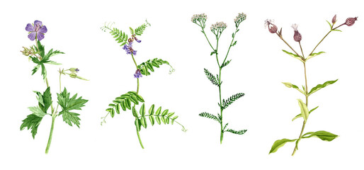 watercolor drawing wild plants and flowers isolated at white background , hand drawn botanical illustration © cat_arch_angel