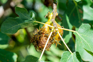 Close-up Of Wasps, Bees Eating Figs. insects eating the ripe fruit and ruining the fig harvest