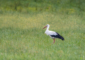stork stands in the meadow
