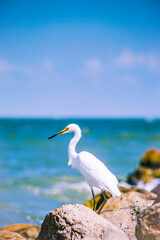 Crane on sea