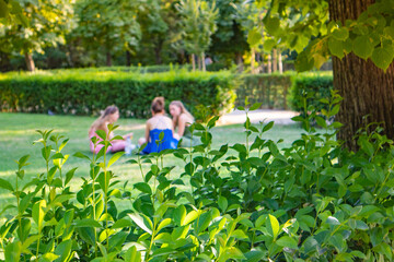 People in defocus are relaxing outdoors relaxing at a picnic on a green lawn in a city public park at summer or spring day. Focus on the green leaves on a shrubbery. Green trees zone in a forest, wood