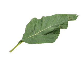 Nan Fui Chao herbal leaves or Bitterleaf tree (Gymnanthemum extensum) isolated on white background. concept Herbal and Vegetable extracts are medications for treating diabetes and heart disease.