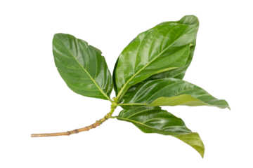 Great morinda, Tahitian noni, Indian mulberry, Beach mulberry (Morinda citrifolia) isolated on white background. concept Herbal and Vegetable extracts are medications for Reduce heart disease risk