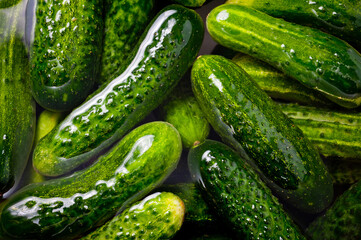 Fresh juicy clean cucumbers lying tightly next to each other. Preparing for conservation and salting.