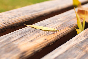 A yellowed willow leaf lies on the bench board.