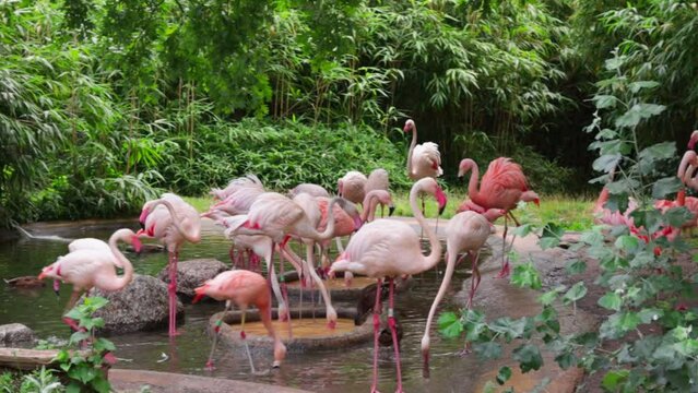 Pink flamingos in the Berlin zoo walk in the pond, eat and drink water in the summer