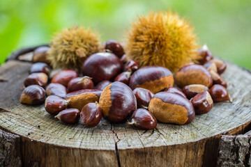 Closeup of chestnuts on wooden stump