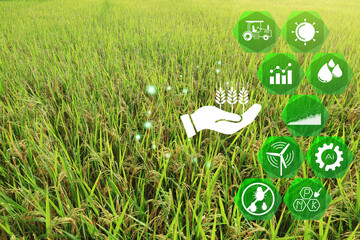 yellow ears of rice field is fully ripe, ready to be harvested, and icons of important inputs such...
