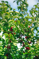 Fototapeta premium ripe red dogwood on a tree against the blue sky