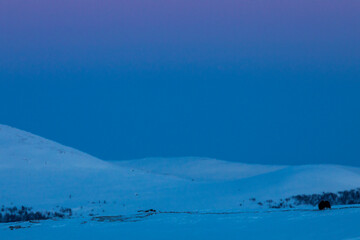 Musk Ox in Dovrefjell National Park, Norway
