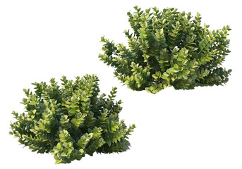 Obraz premium Shrubs and flower on a transparent background 