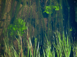 Textured river algae. Photo outdoor. color nature