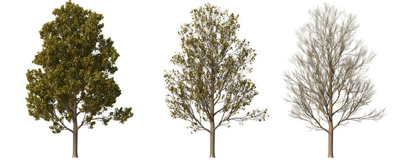 Tree on a transparent background
