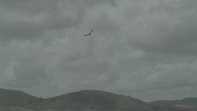 ungraded drone shot bird flying alone 